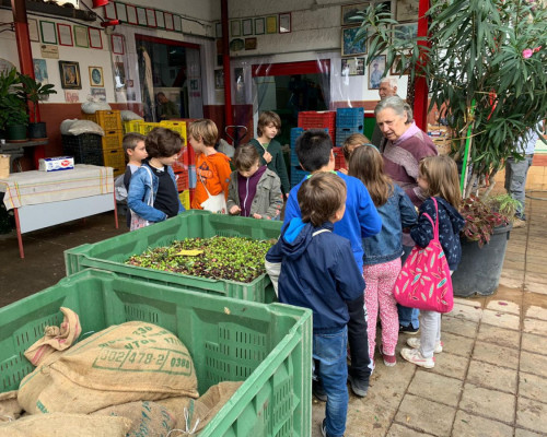 La III classe va al frantoio