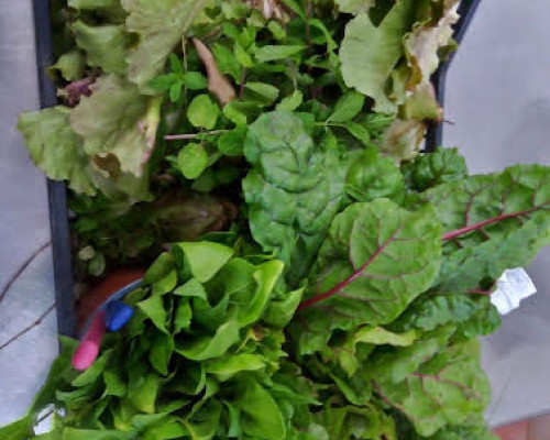 Dall´orto scolastico