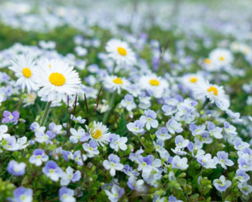 La rivista della rete dei genitori n. 9