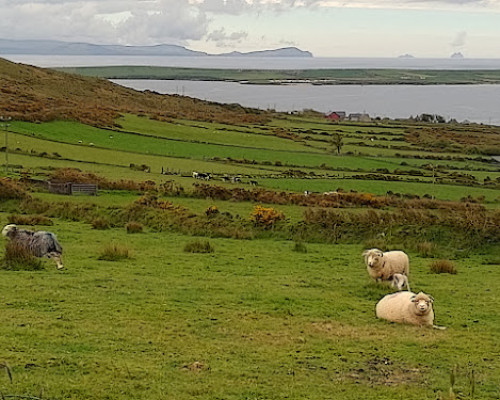 Il viaggio in Irlanda dell´VIII classe