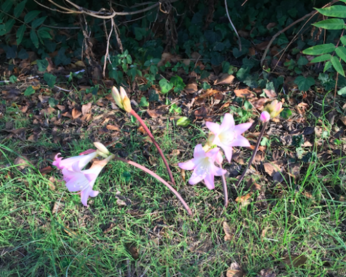 L´orto a Villa Whitaker