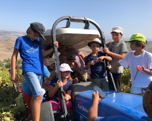 La vendemmia della III classe