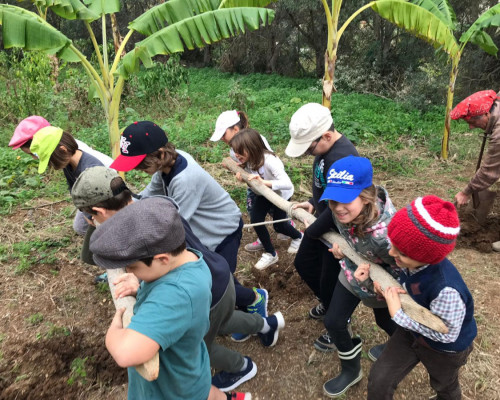 La III classe semina il grano