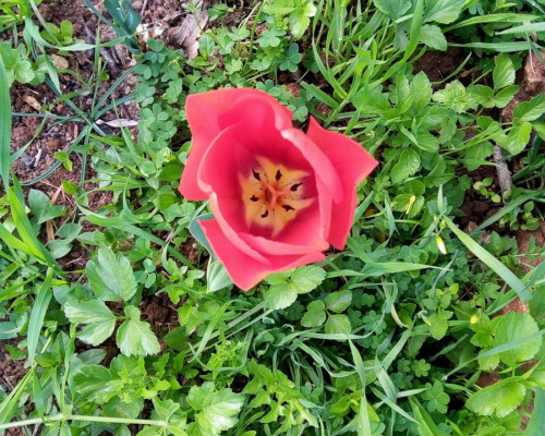 Frutti, fiori e arte nell´orto