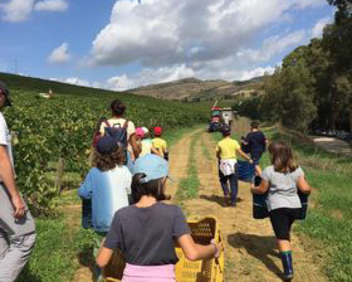 La III classe vendemmia nella tenuta Regaleali