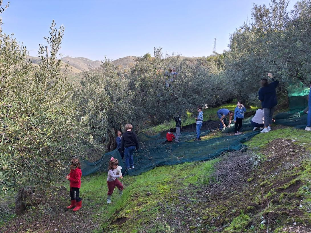La raccolta delle olive