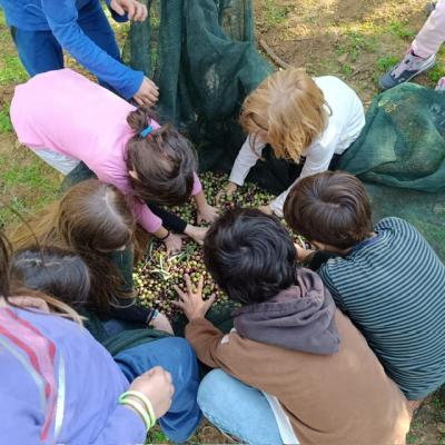 La raccolta delle olive III classe