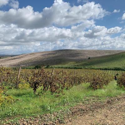 La vendemmia della III al baglio Florio di Alcamo