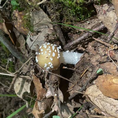 2025 Ph Nayelisalas Waldorf Gitaautuno12