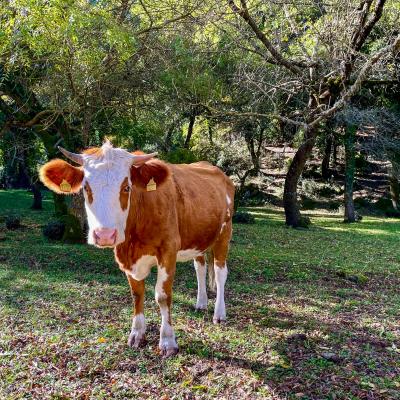 2025 Ph Nayelisalas Waldorf Gitaautuno1