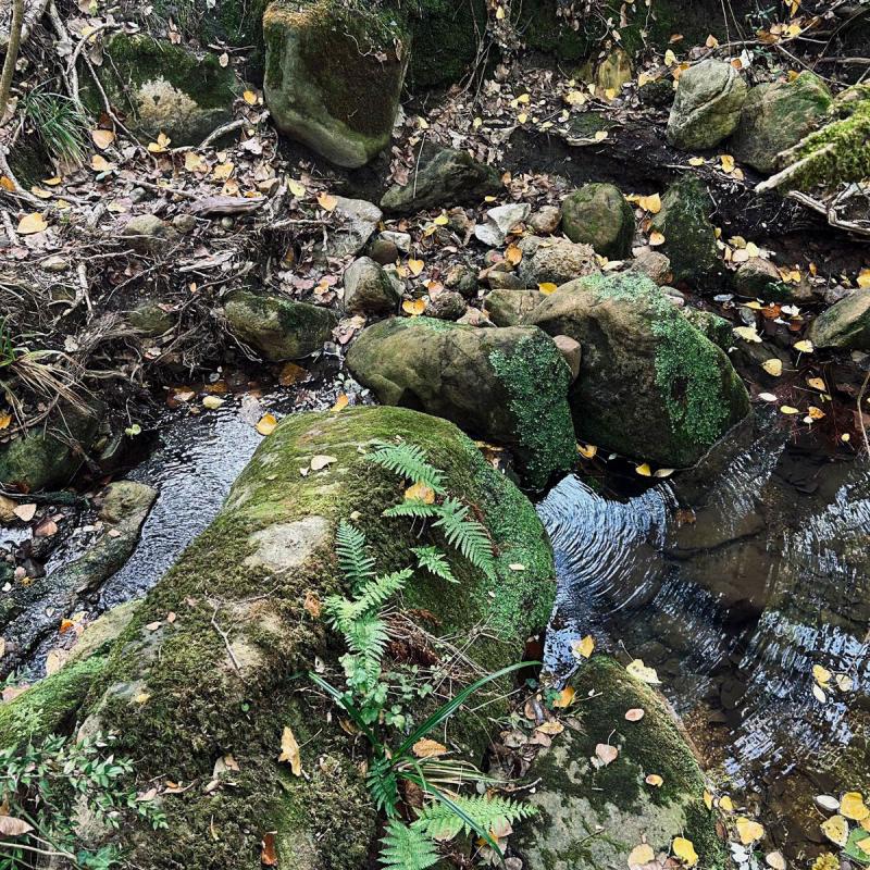 2025 Ph Nayelisalas Waldorf Gitaautuno37