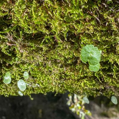 2025 Ph Nayelisalas Waldorf Gitaautuno6