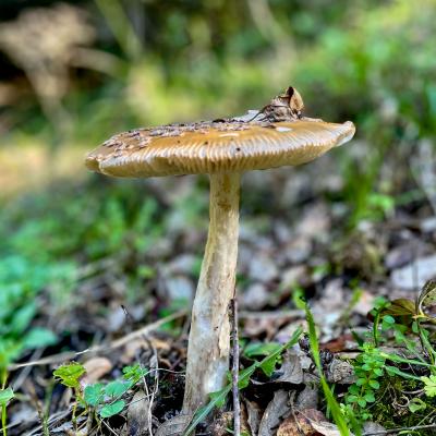 2025 Ph Nayelisalas Waldorf Gitaautuno9